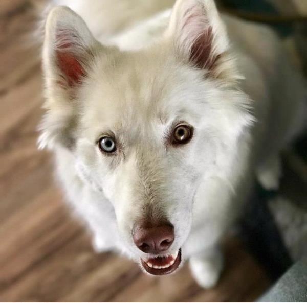 /Images/uploads/Humane Society of Utah/HSU2018/entries/4161thumb.jpg